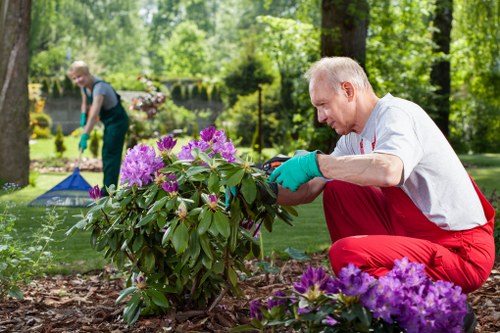 Emergency tree care for a Chelsea garden and boundary tree