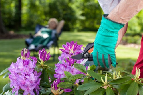 Free quote policy for tree surgeons in Chelsea