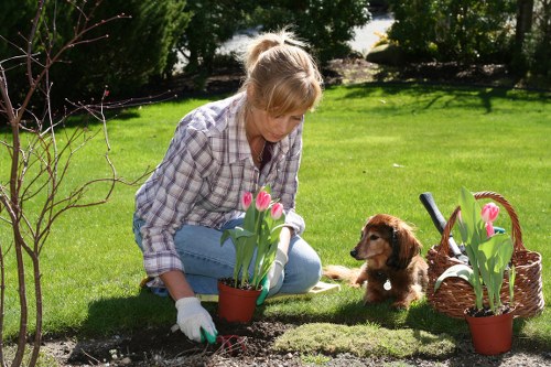 Final accessibility commitment image for Tree Surgeons Chelsea website